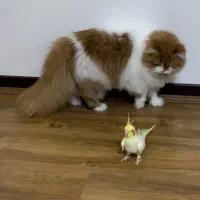 گربه پرشین اصیل وخاص