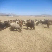 فروش گوسفند داشتی
