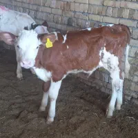 گوساله سیمینتال نر