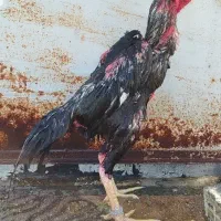 خروس لاری