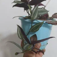 فروشی