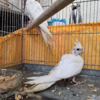 عروس هلندی