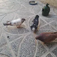 کفتر