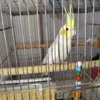 عروس هلندی