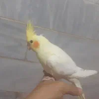 عروس هلندی