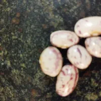 لوبیا چیتی