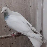 کبوتر قناری سهره فنچ عروس هلندی طوطی