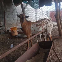 نری سومال