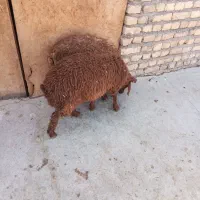دوتا بره ماده سبک سالم فروشی،میش بز،