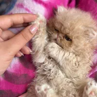 بچه گربه پرشین سوپر فلت گلد
