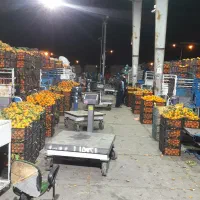 فروشنده و کارگر میدان میوه و تره بار شیراز