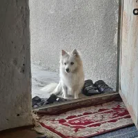 یک دانه سگ جی کو بفروش میرسد