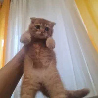 اسکاتیش فولد گلد/طلایی