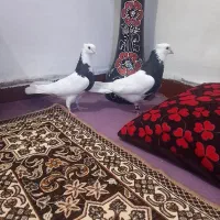 سلام به دوستان یک جفت طوقی سیاه درجه یک