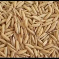 شلتوک درجه یک نوگورانی