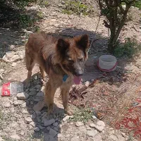 سگ ژرمن مادربلک پدرداج