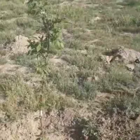 باغ کشاورزی امکان ساخت ویلا