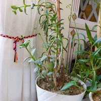 گل گیاه آپارتمانی