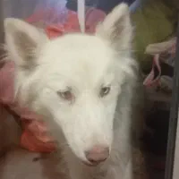 سگ هاسگی تا به تا