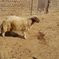 قوچ سنجابی