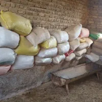 کود گوسفندی