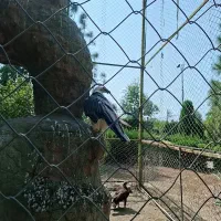سوییت دو خوابه