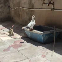 کفتر