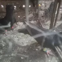 کبوتر