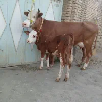 دوتا گاو