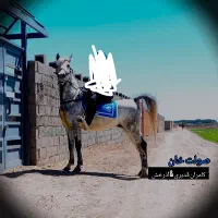 اسب سیلمی کرد کره کامران جهت کشش فقط جهت کشش