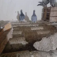 کفتر سبز و مکسی