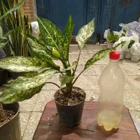 اگلونما تک بوته و چند بوته