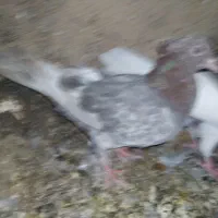 کفتر|پرنده|شیراز, کوزه گری|دیوار