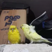 مرغ عشق پروانه‌ای لوتینو