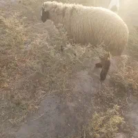 بره‌نر