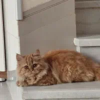 گربه نژاد پرشین