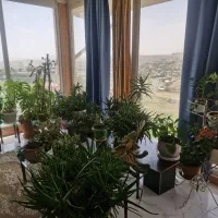 گل و گیاه اپارتمانی