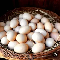 تخم مرغ بومی تازه