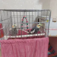 عروس هلندی سخنگو