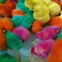 انواع خروسک رنگی جوجه رنگی اوردک جوجه گوشتی گردن