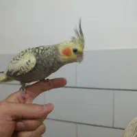 عروس هلندی