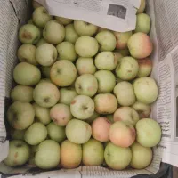 فروش عمده سیب گلاب وآلو قرمز