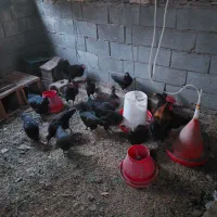 مرغ و خروس