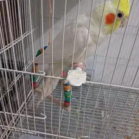 جوجه عروس هلندی