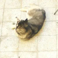 سگ هاسکی