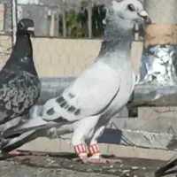 نرو ماده شامی کاکلی