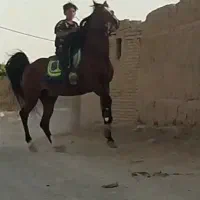 اسب|اسب و تجهیزات اسبسواری|برخوار, |دیوار