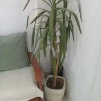 گل انجیری.ویوگا