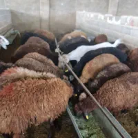 بره ماده