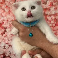 گربه اسکاتیش فولد